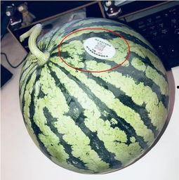 专门吃网红瓜的,追踪网络红人的幕后故事