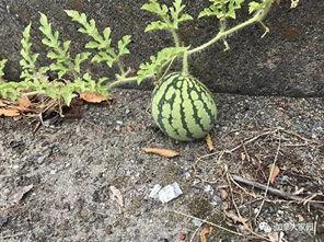 黑历史网红吃瓜事件,一场吃瓜群众的狂欢盛宴