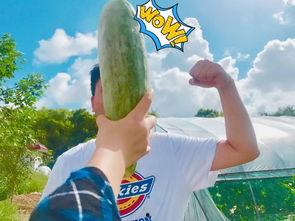 吃瓜的视频网红,揭秘吃瓜网红的爆笑日常