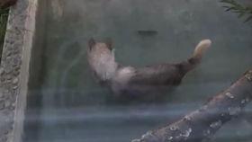 瓜太狼吃瓜网,揭秘娱乐圈幕后真相，带你领略网络舆论风云