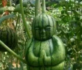 拉萨网红吃瓜事件真相,真相与反思